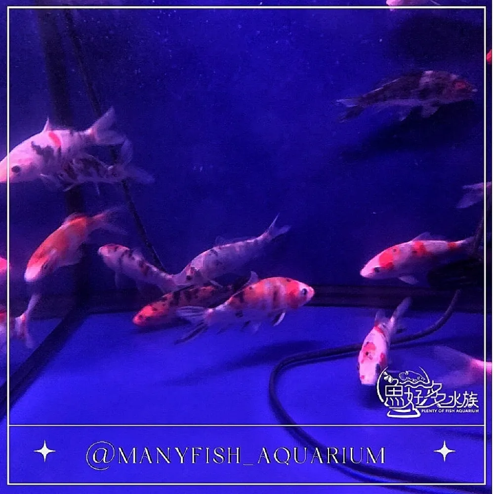 特色錦鯉  4吋