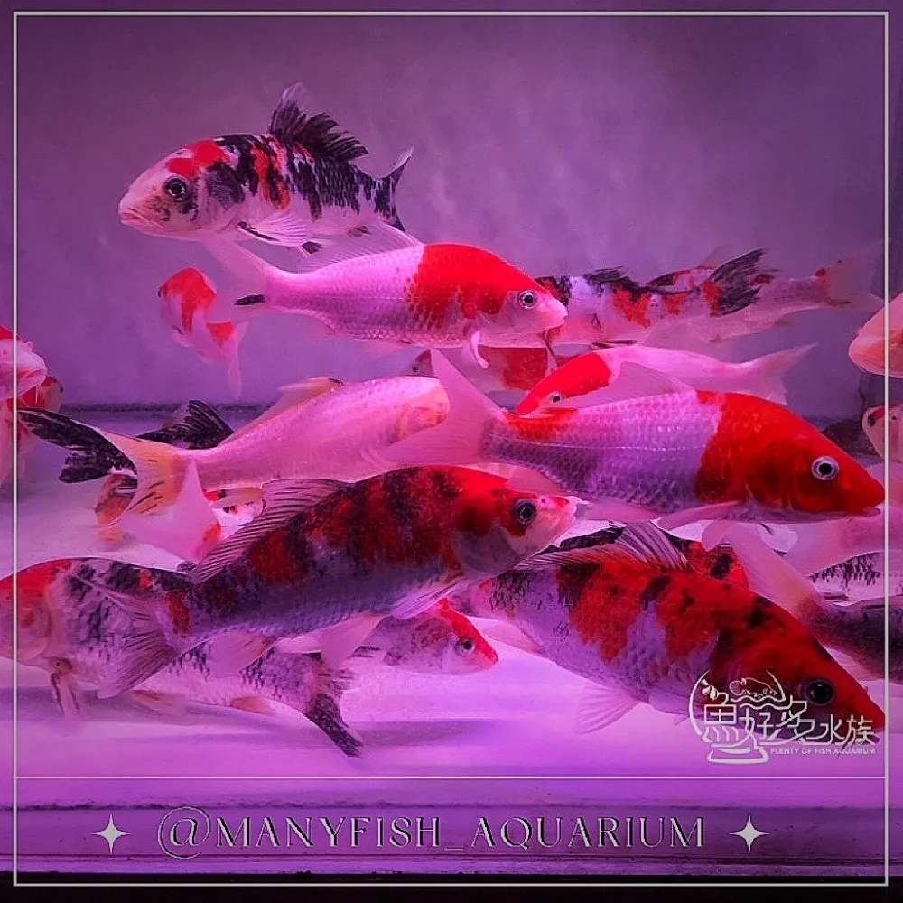 A級三色/紅白錦鯉  5吋