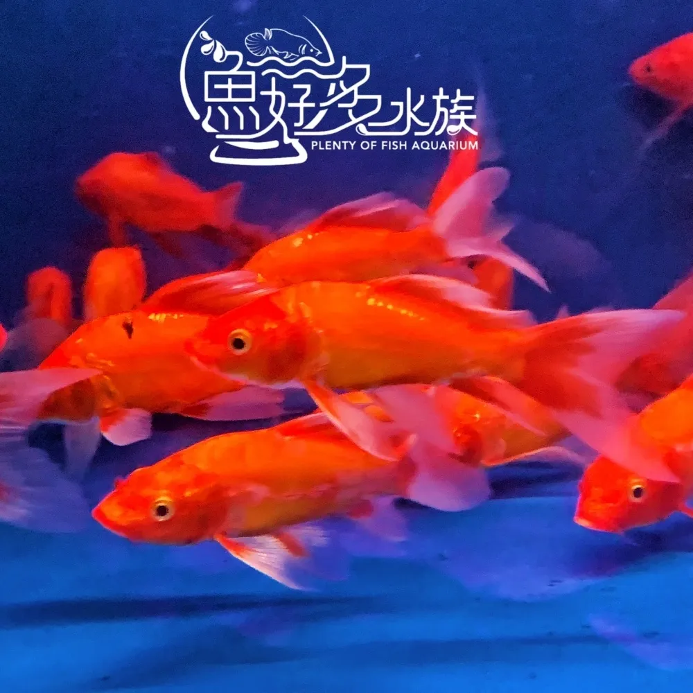 火焰龍鯉