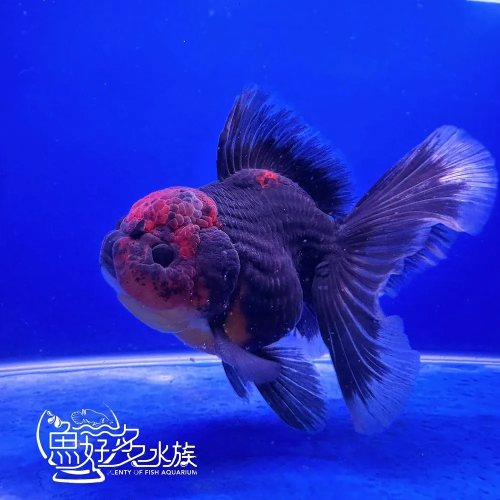 原裝百褶尾泰獅(麒麟紅頭)