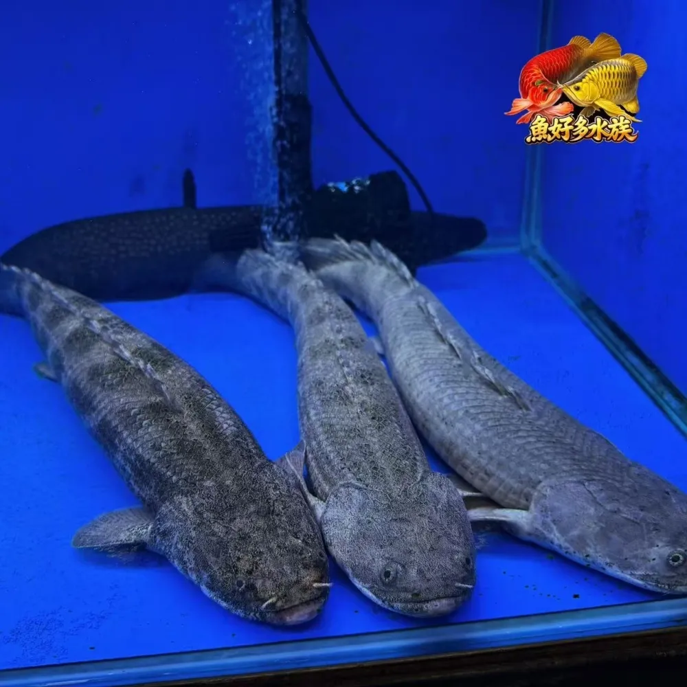 野生安室恐龍王