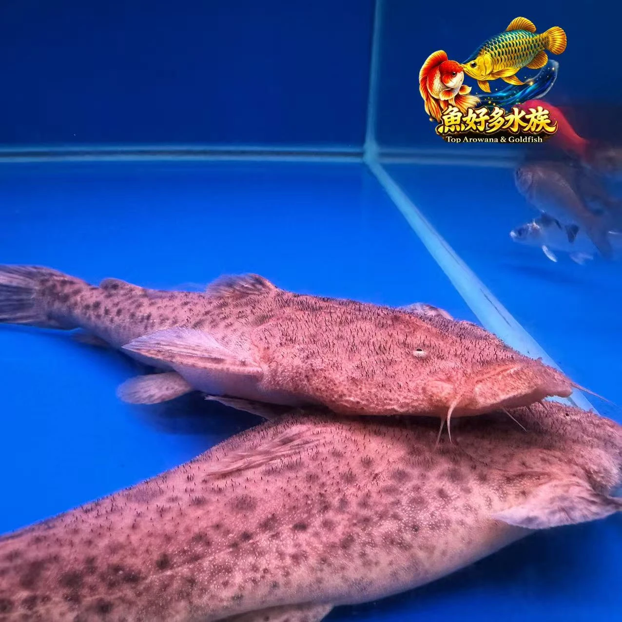 巴西帝王鯨(拖鞋魚)