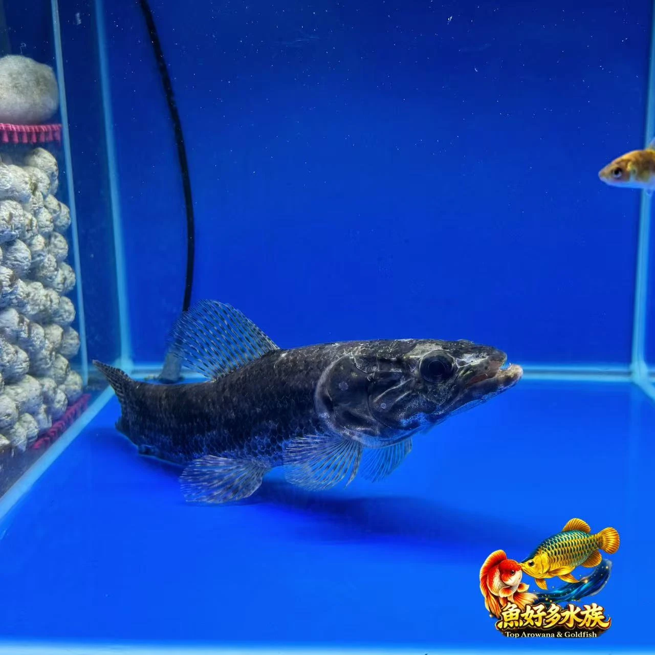 蘇利南Aimara亞瑪拉牙魚