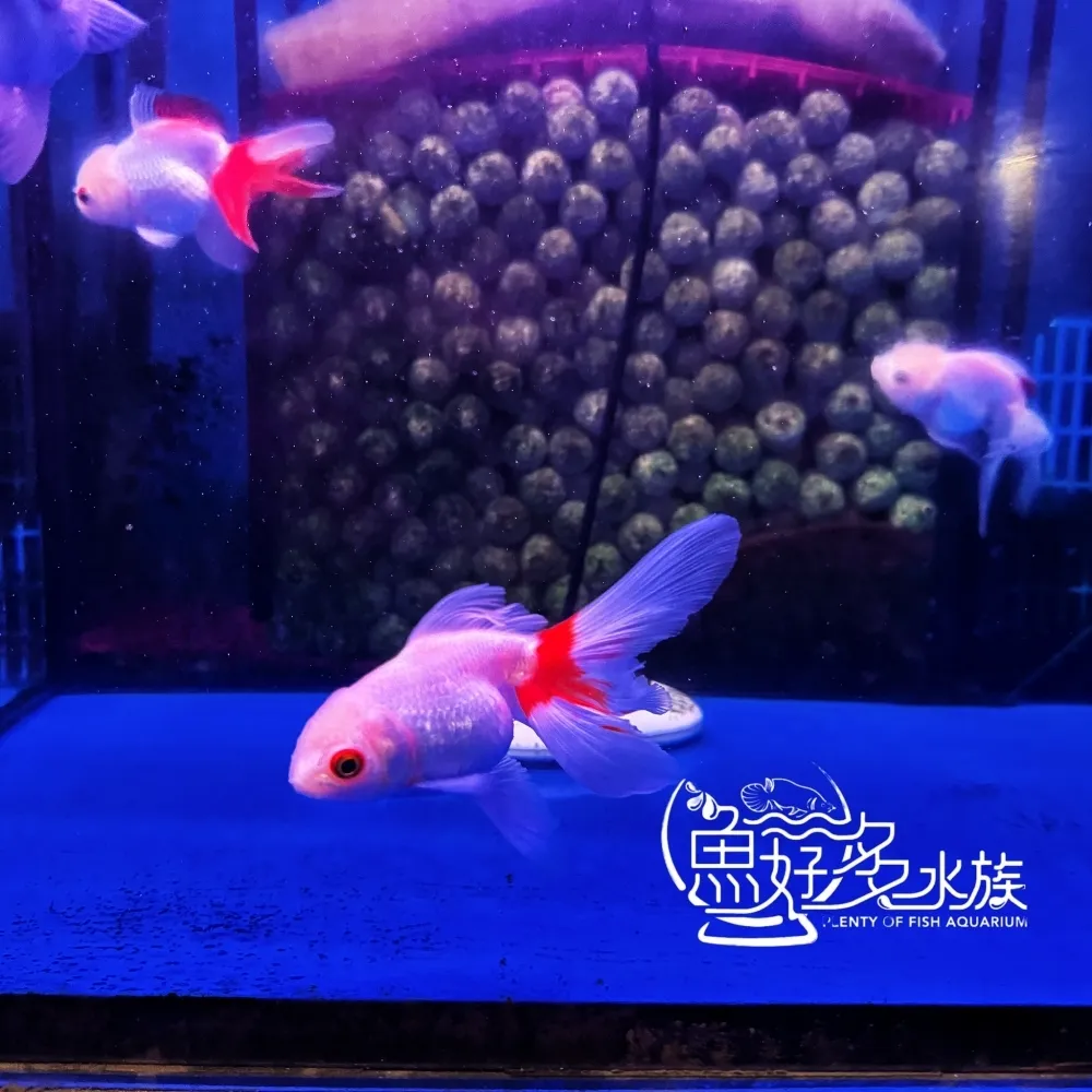 紅白泰獅