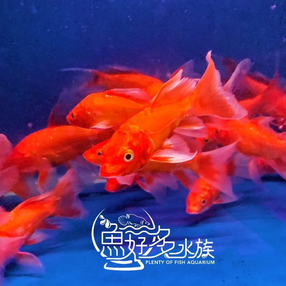 火焰龍鯉
