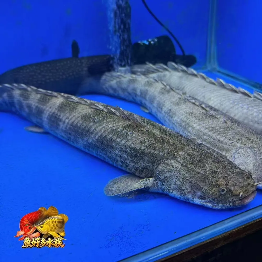 野生安室恐龍王
