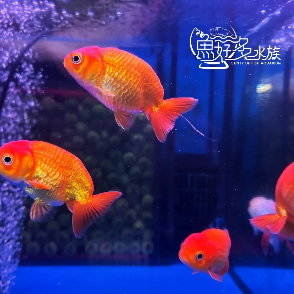 紅蘭壽