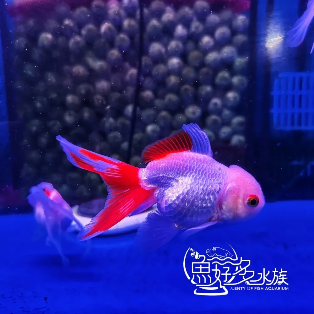 紅白泰獅