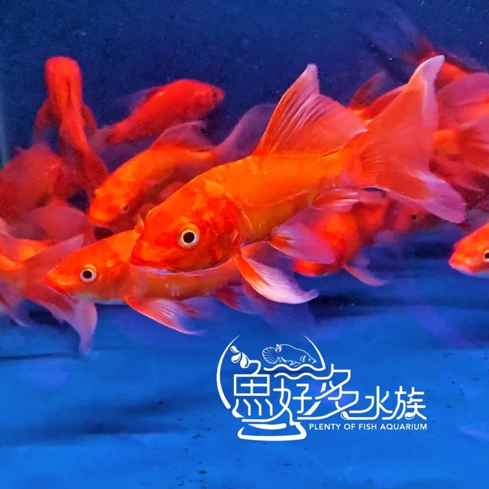 火焰龍鯉