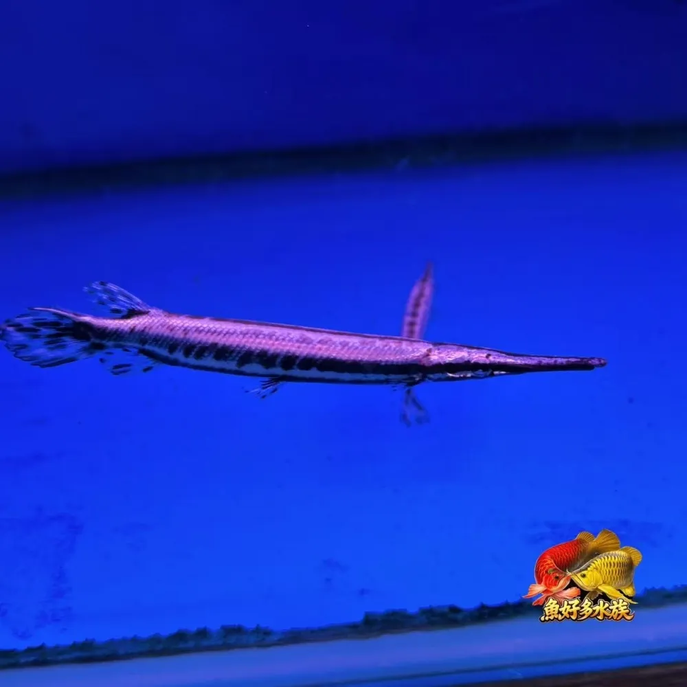 鱷魚火箭