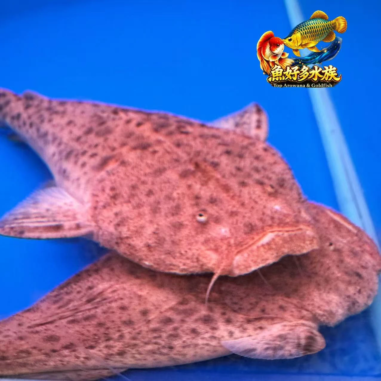 巴西帝王鯨(拖鞋魚)