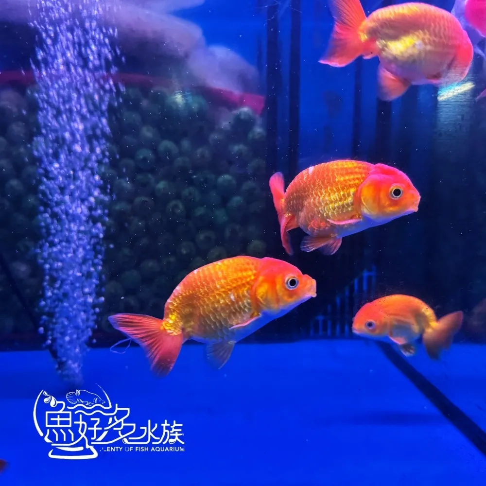 紅蘭壽