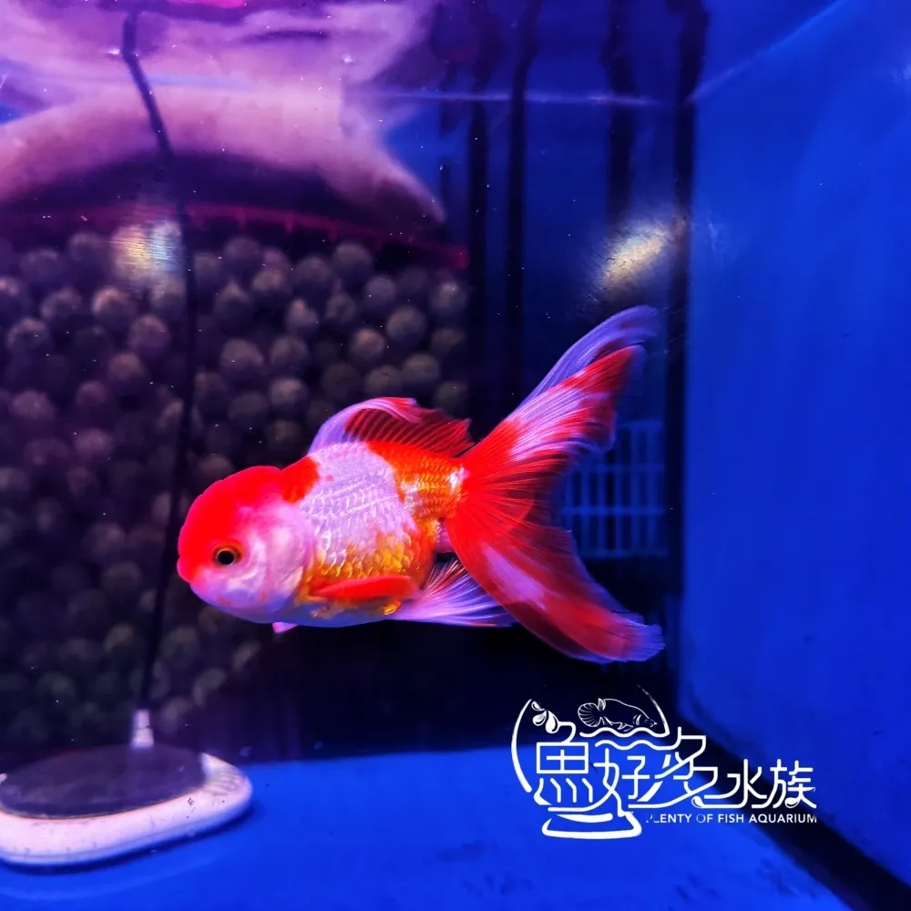 紅白泰獅