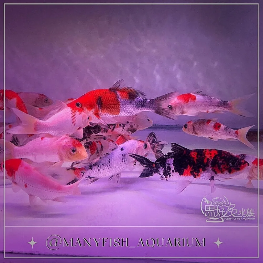 A級三色/紅白錦鯉  5吋