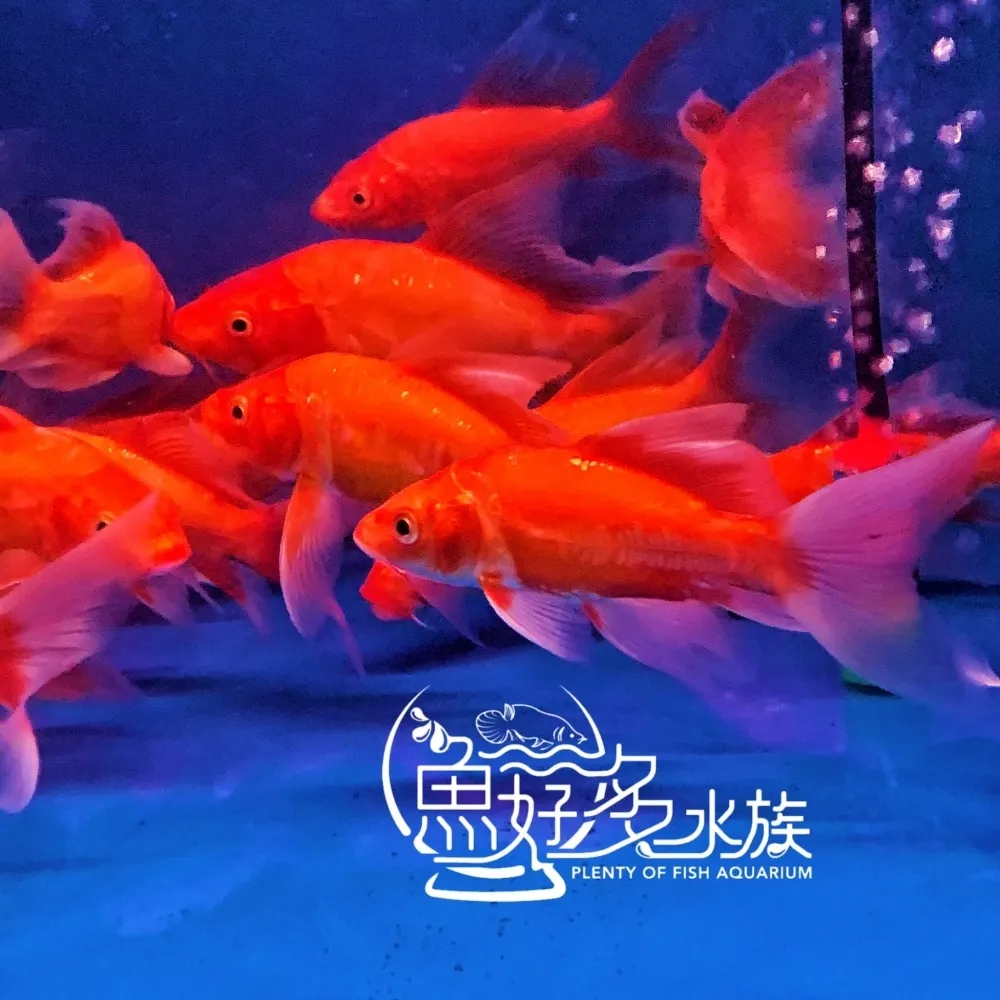 火焰龍鯉