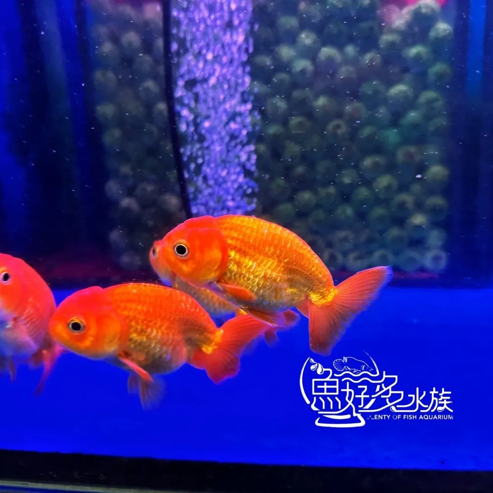 紅蘭壽
