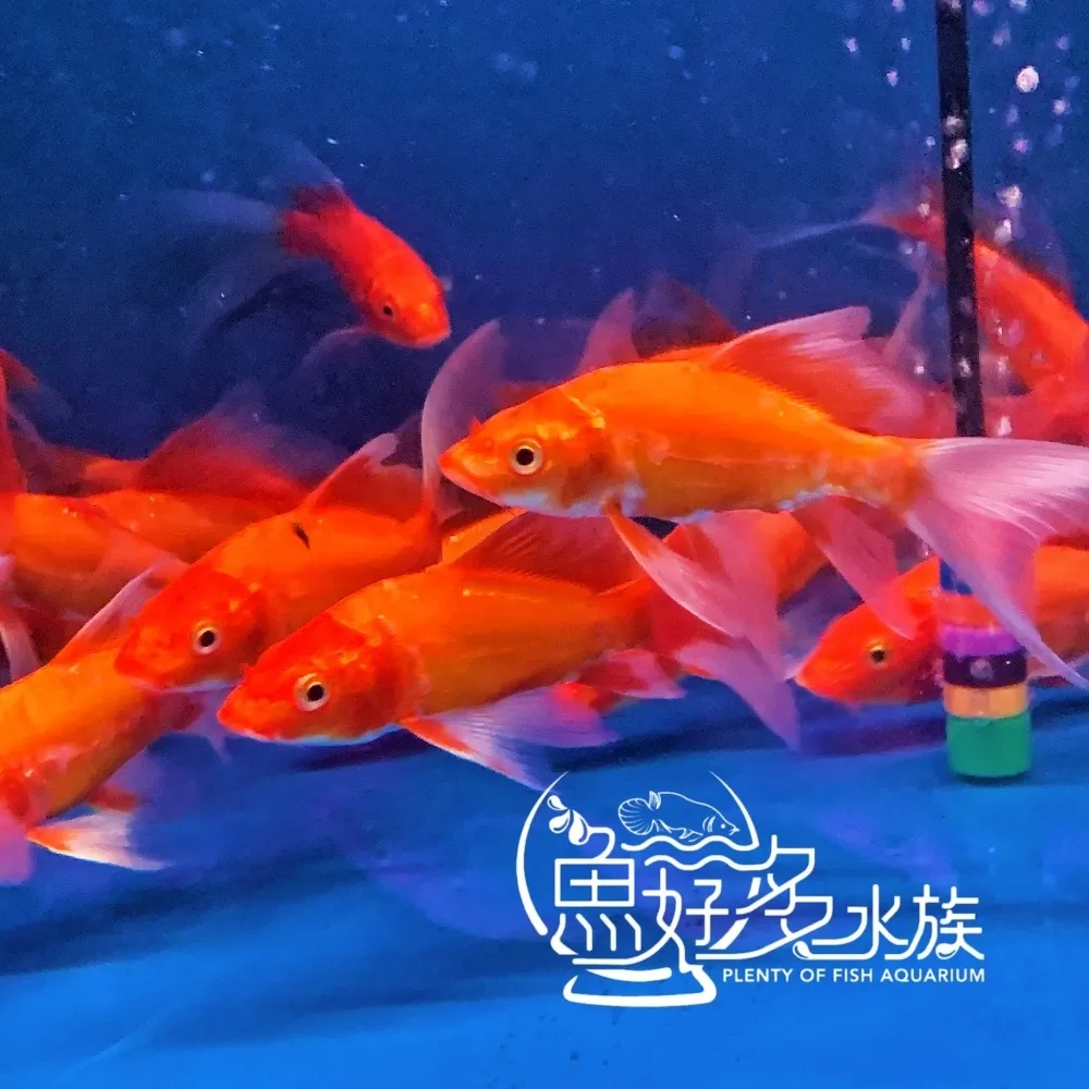 火焰龍鯉
