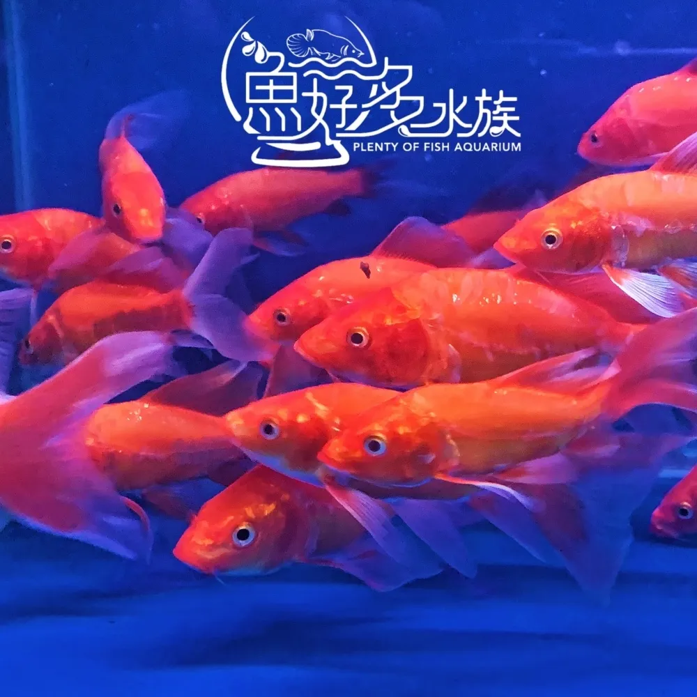 火焰龍鯉