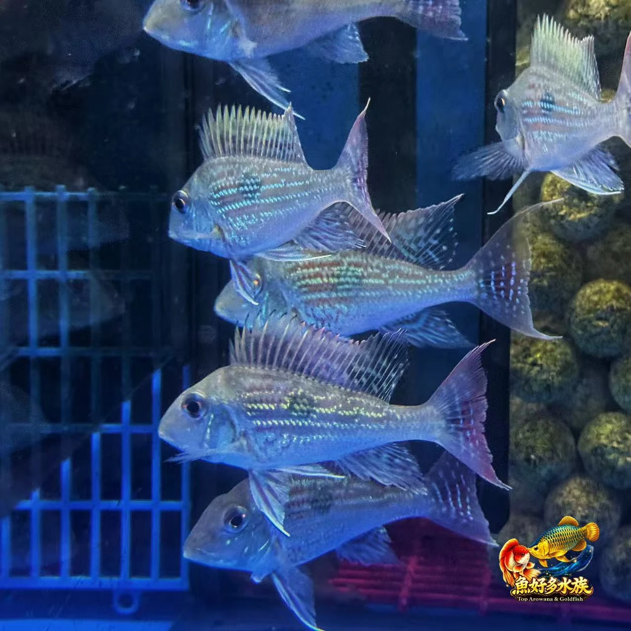 斯維尼紅鑽關刀
