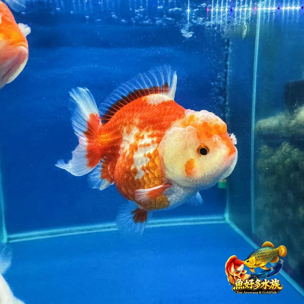 紅白元寶短尾獅