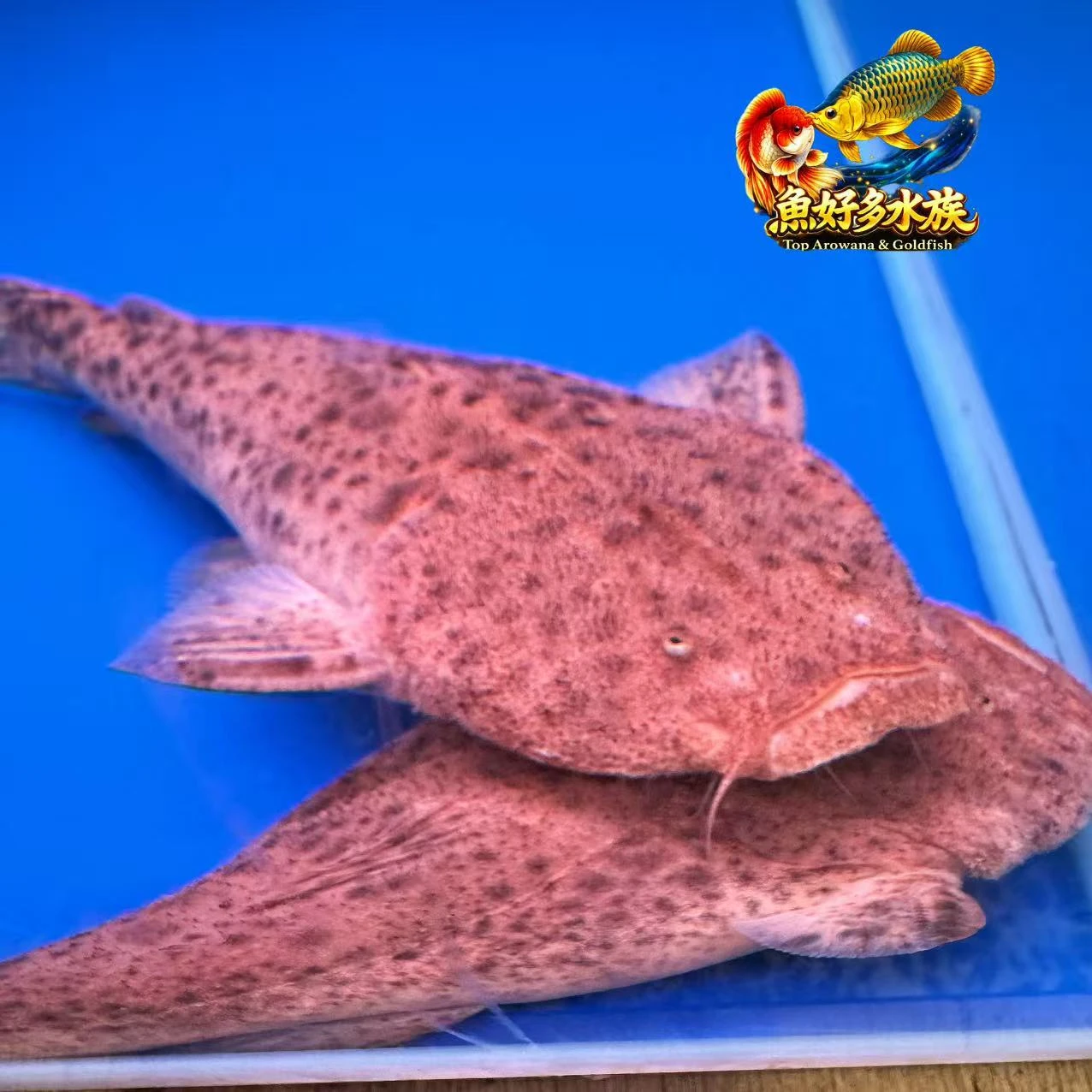 巴西帝王鯨(拖鞋魚)