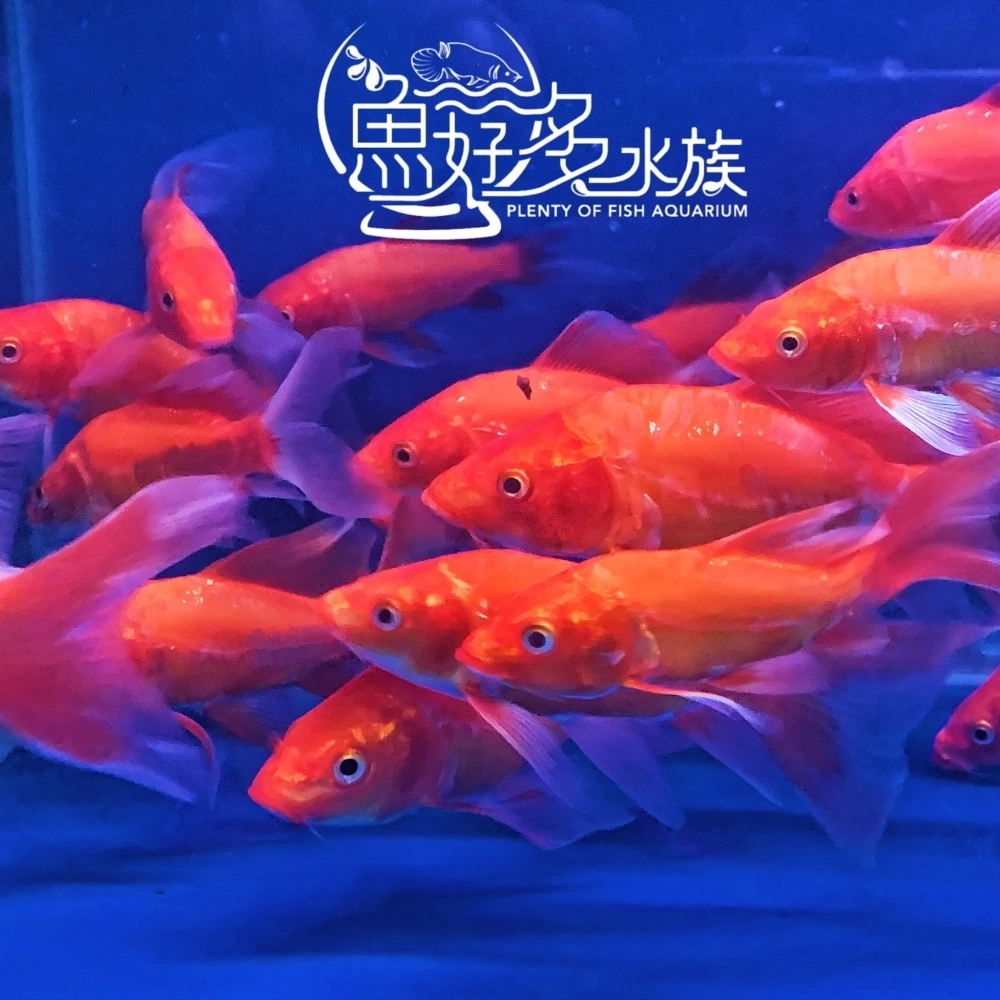 火焰龍鯉