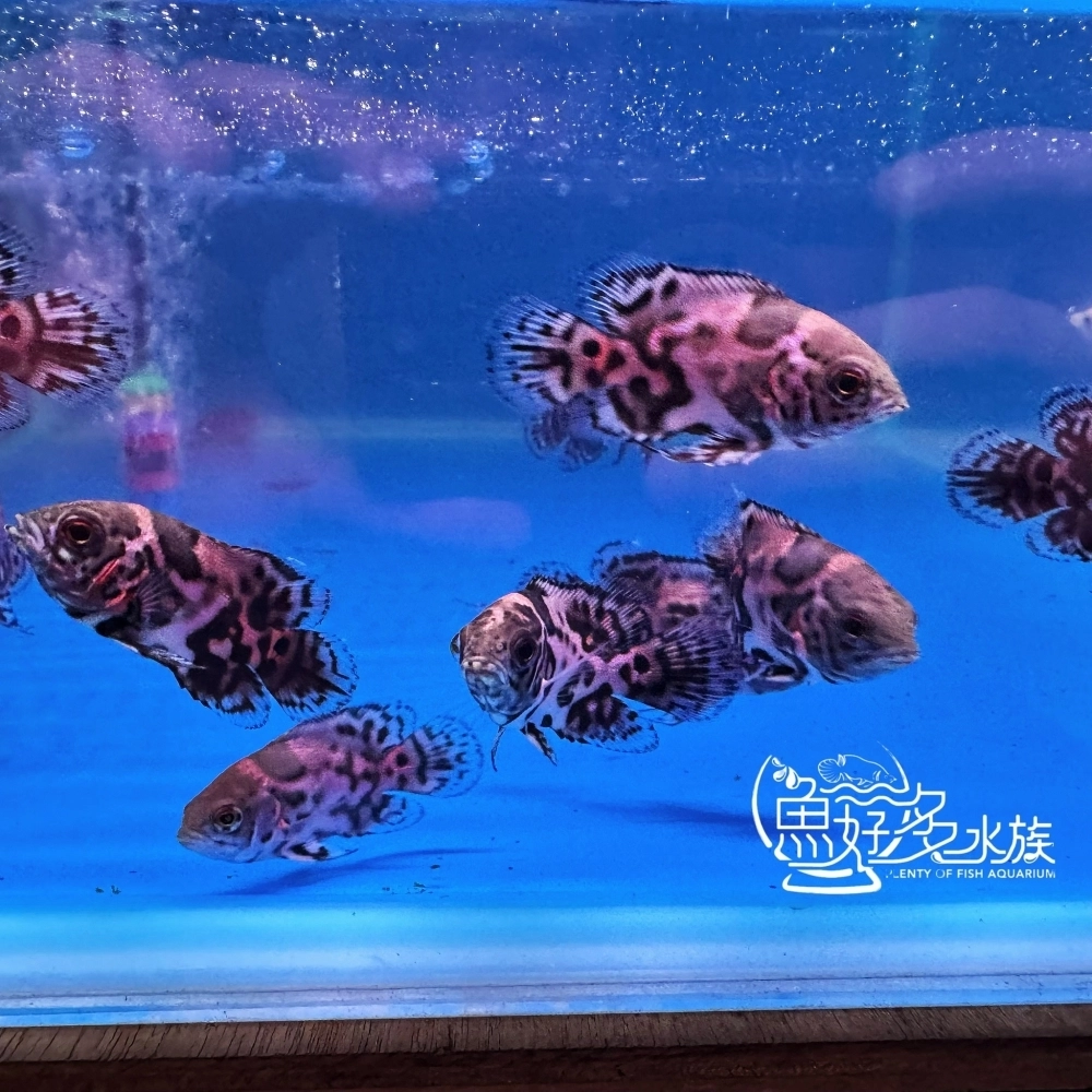 紅花豬