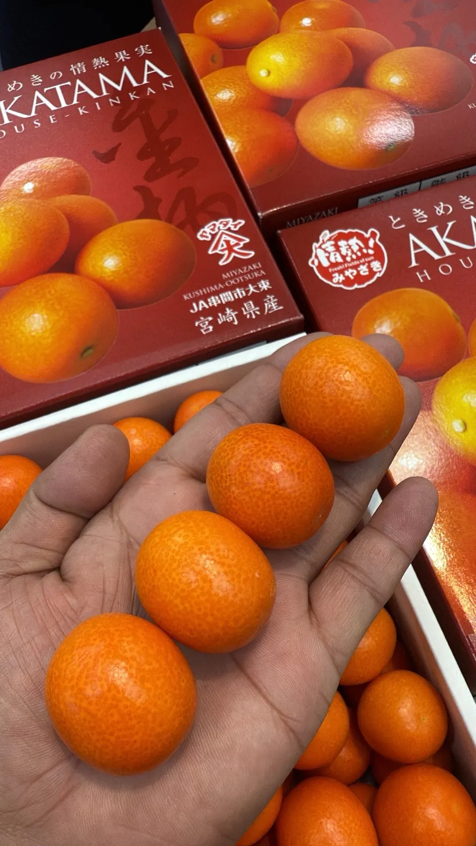 日本 宮崎縣赤金柑禮盒