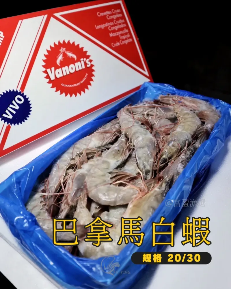 生凍白蝦 30/40