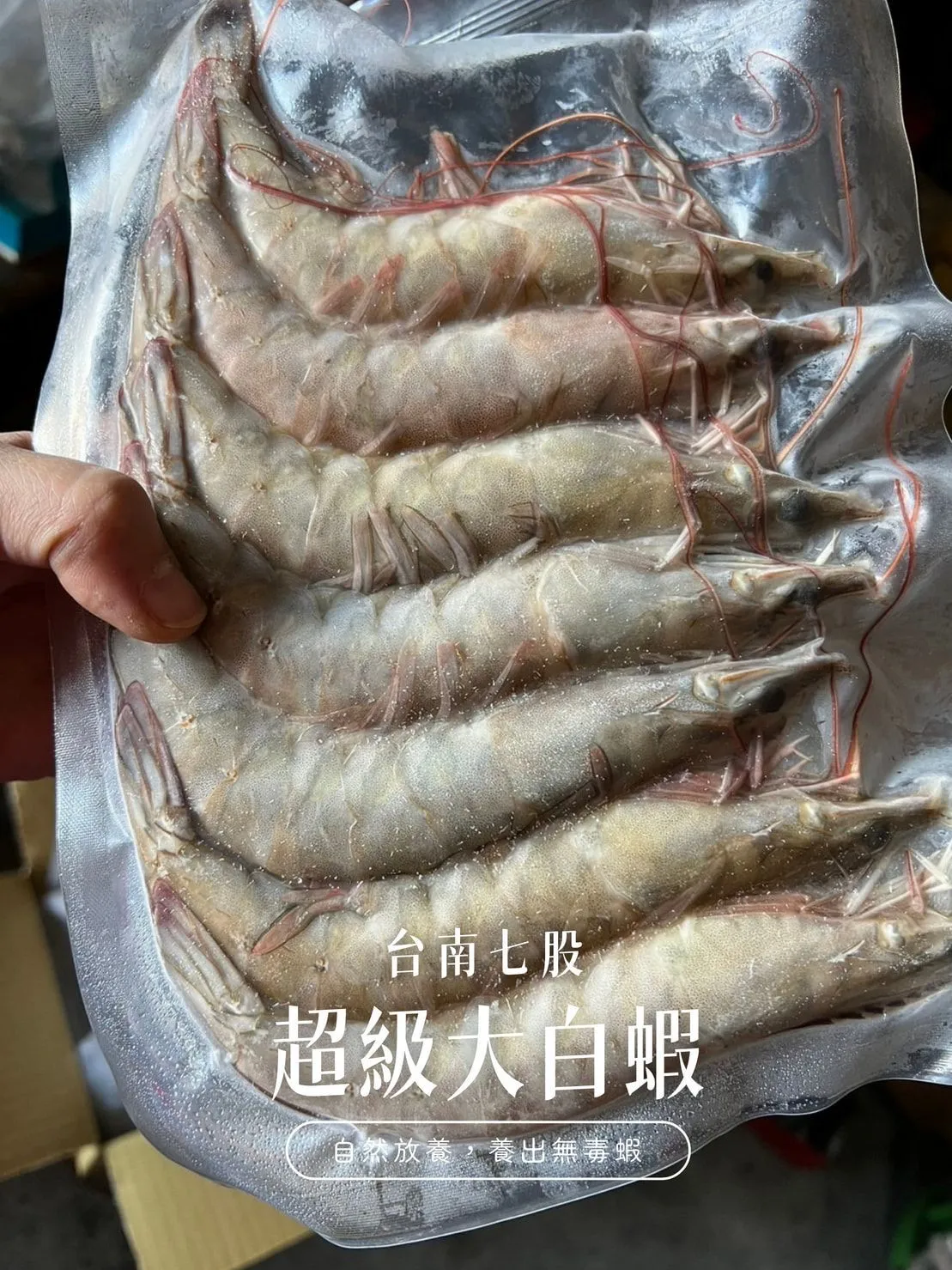 【養蝦小哥】巨無霸大白蝦