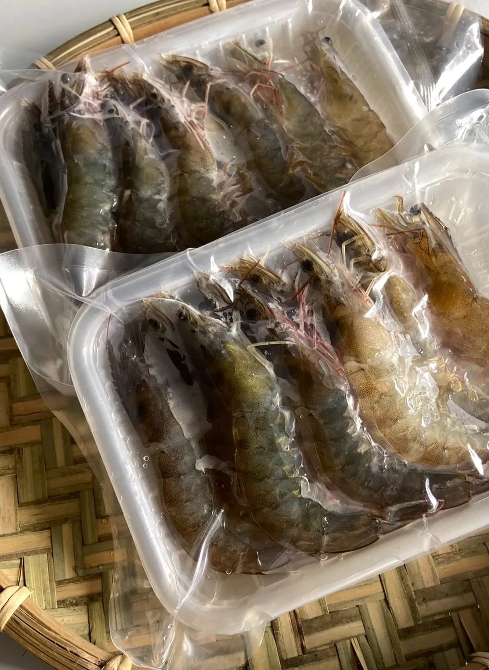 【養蝦小哥】巨無霸大白蝦