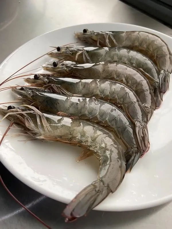 【養蝦小哥】巨無霸大白蝦