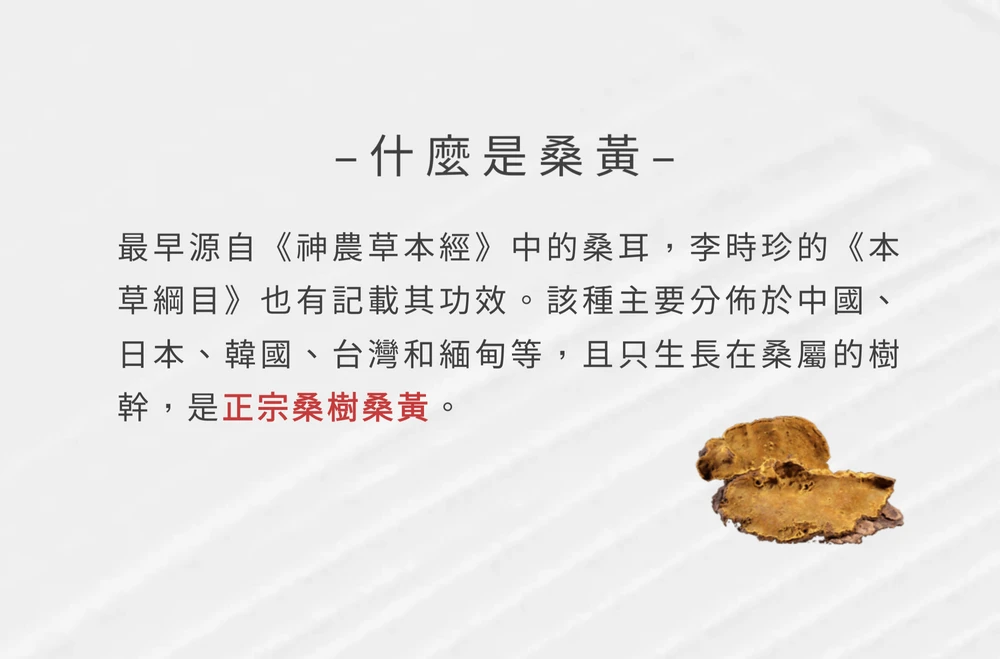 【華蕈生醫】極品萃取桑黃粉末-粉末型 (200g/瓶) - 中秋節優惠