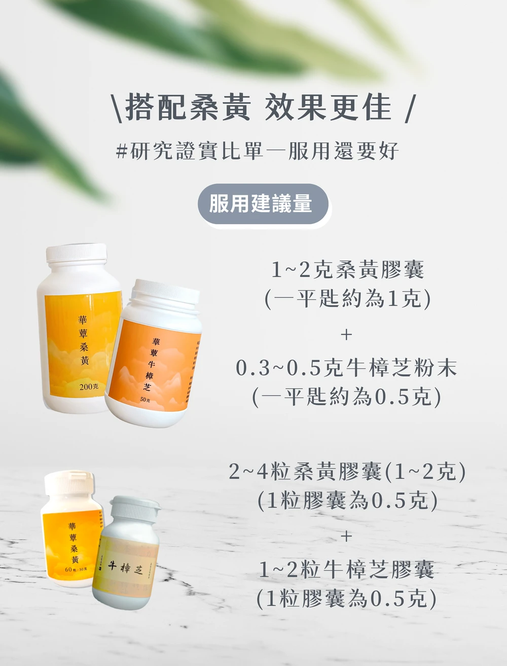 《華蕈中秋節優惠》極品牛樟芝膠囊 1瓶 + 桑黃膠囊 2瓶