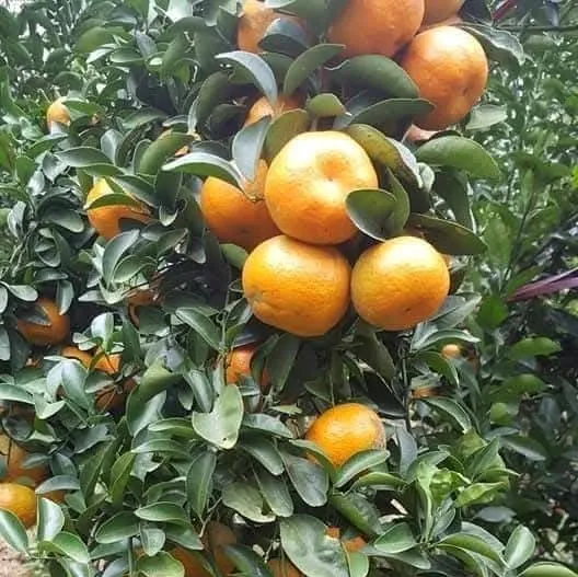 砂糖橘