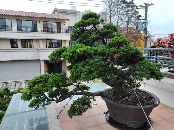 單品植物