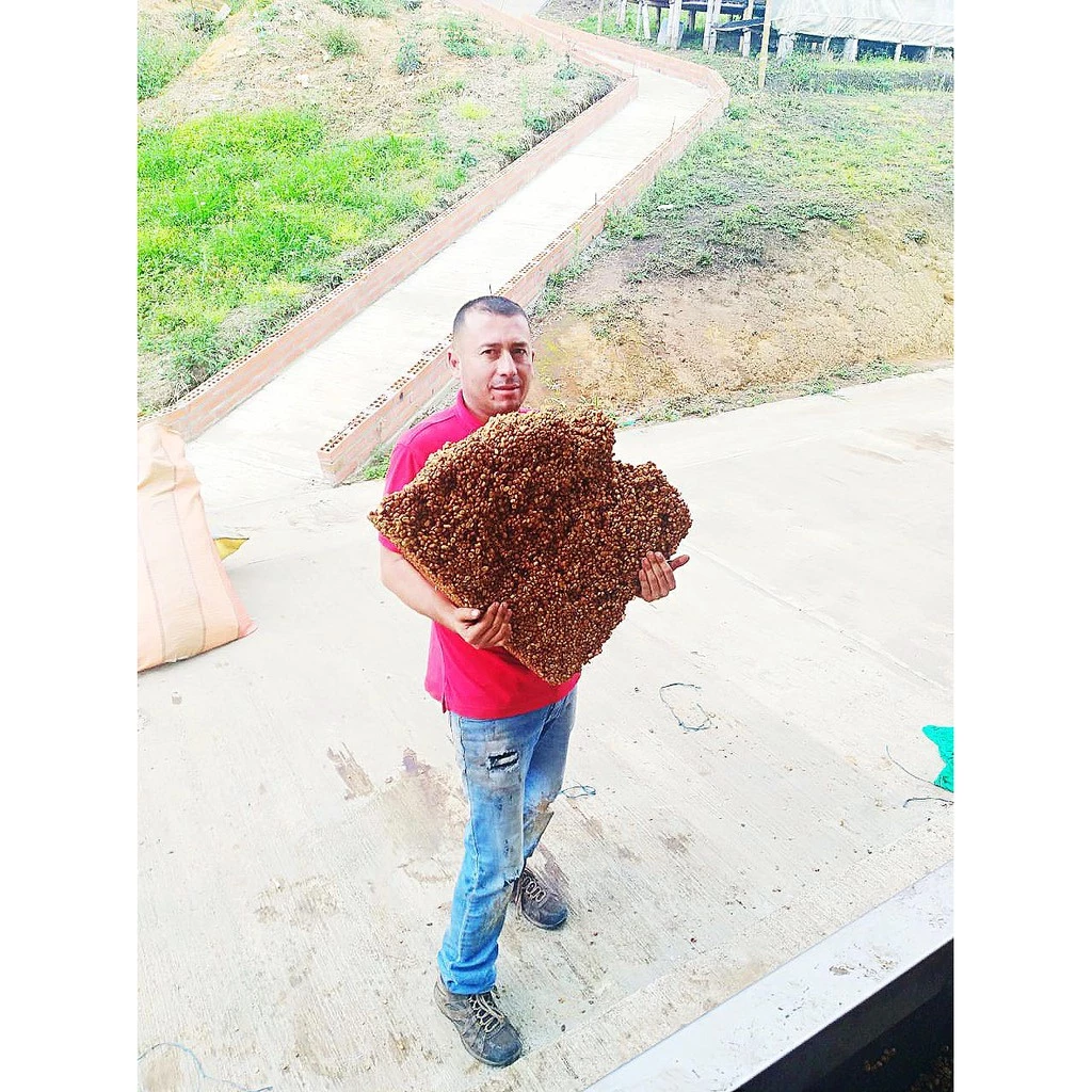 哥倫比亞 天堂莊園 雙重厭氧【豔夏花荔】蝦皮銷售冠軍 【一生一世喝過艷夏花荔·此生無憾】