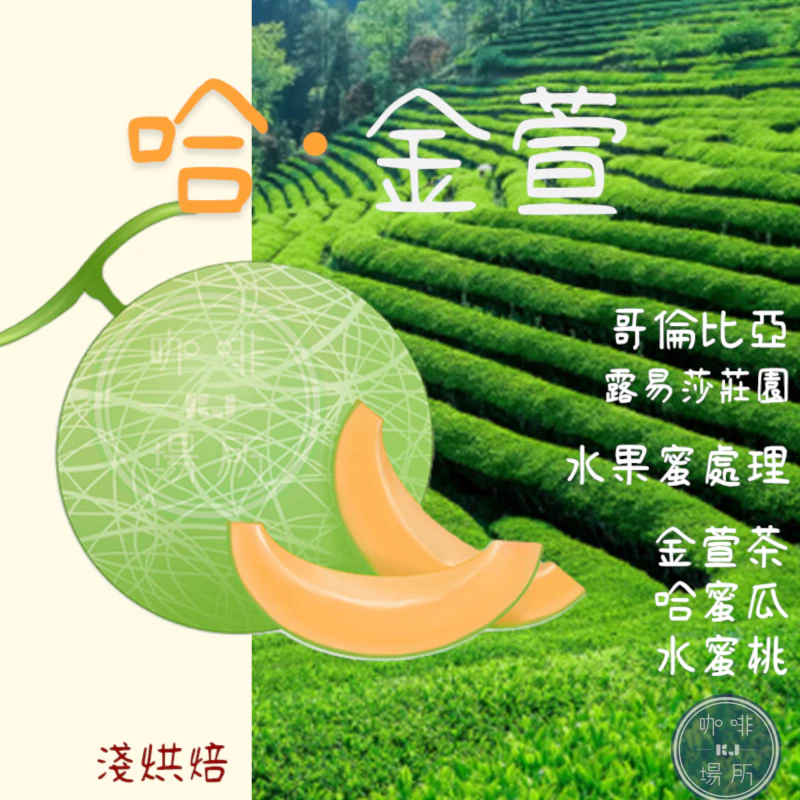 哥倫比亞 安蒂奧基亞省 • 露易莎莊園 哈．金萱 水果蜜處理