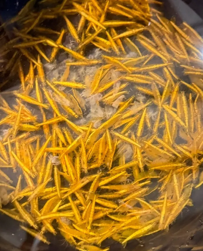 金背米蝦