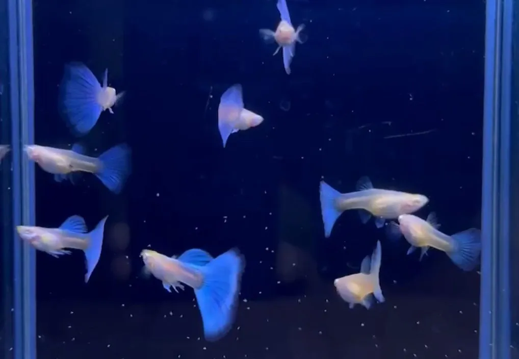 天空藍