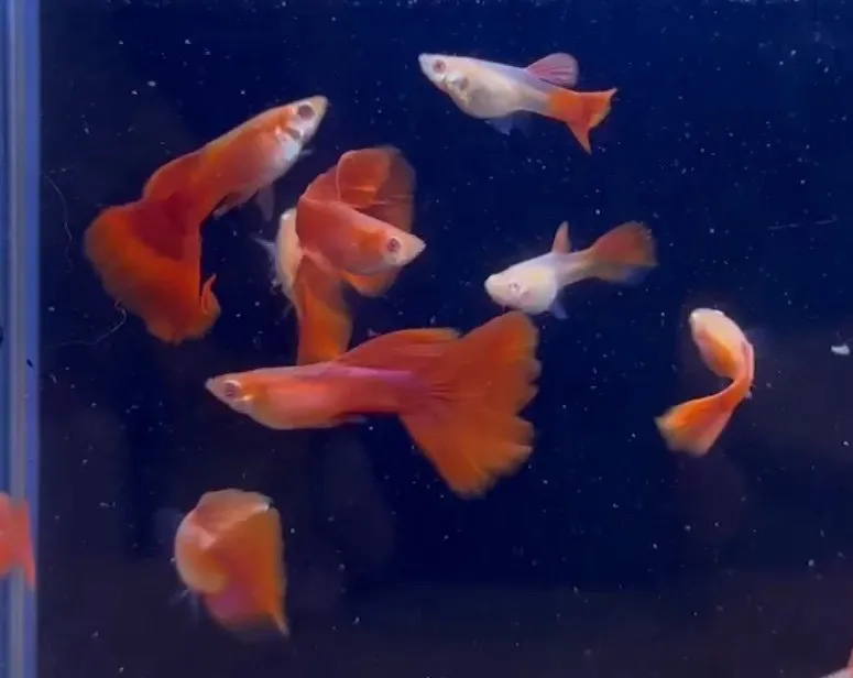 全紅白子