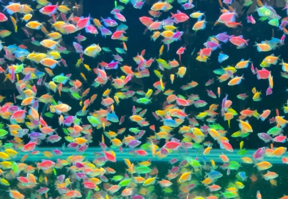 綜合彩色磚魚