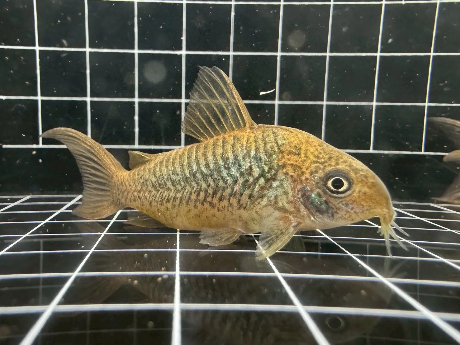 藍月鼠 3-4cm