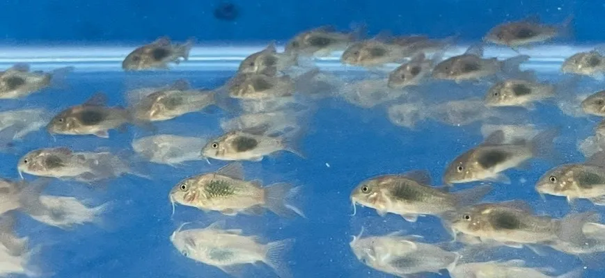 咖啡鼠 3cm