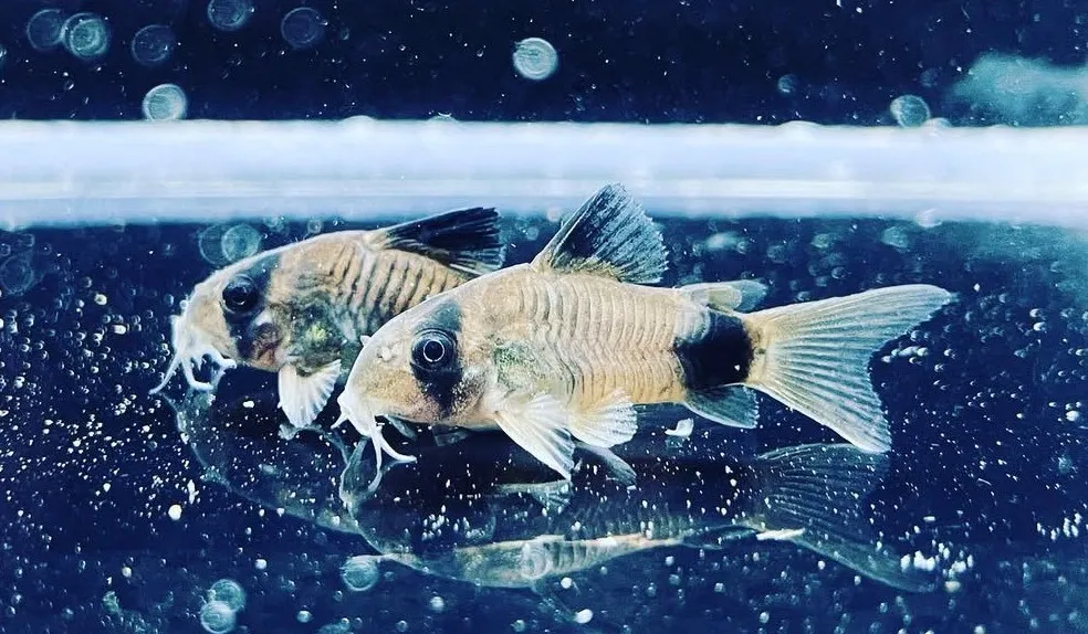 熊貓鼠 2.5cm