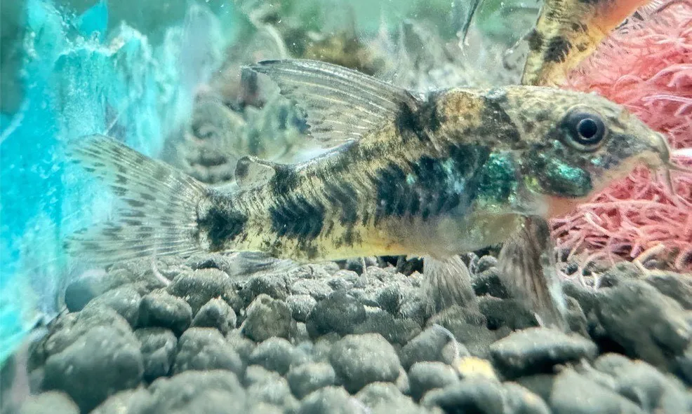 大凡花鼠 3cm