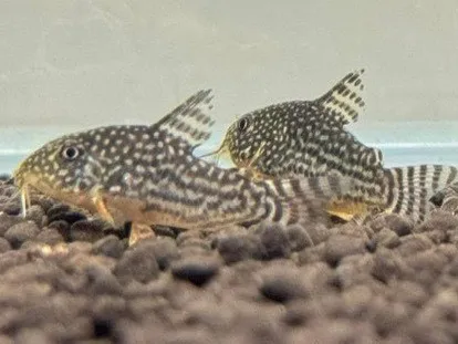黃翅珍珠鼠 3cm