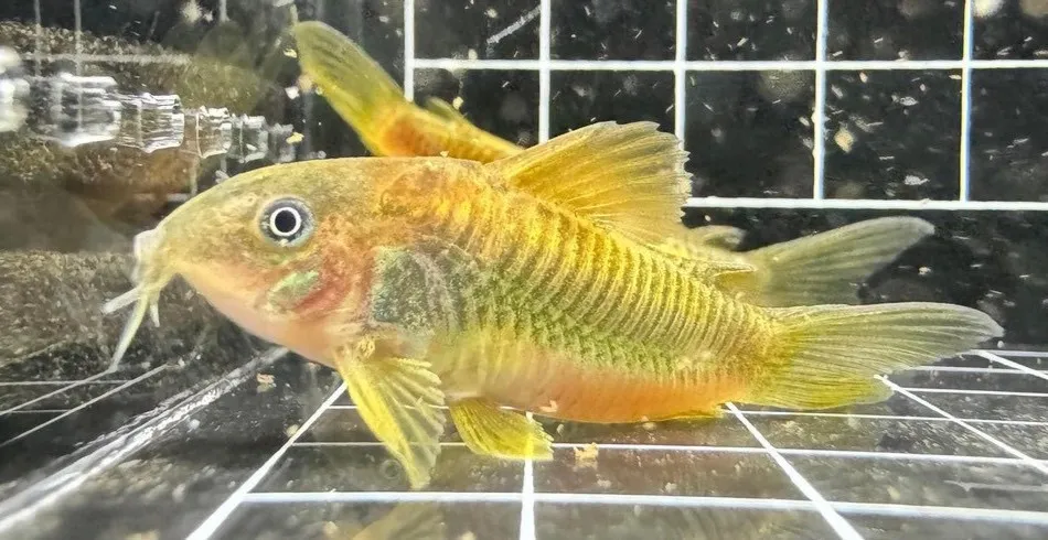 金線綠鼠 3-4cm