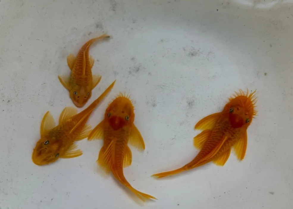 藍眼鬍子 6-8cm