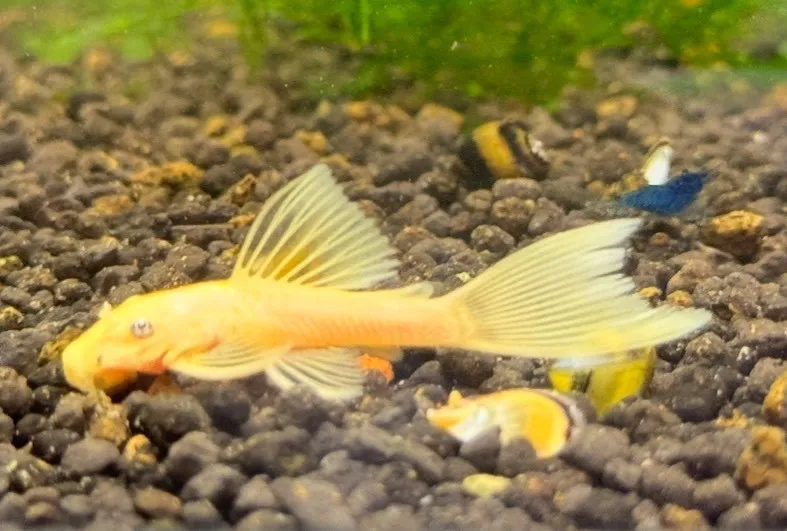 藍眼大凡 4-5cm